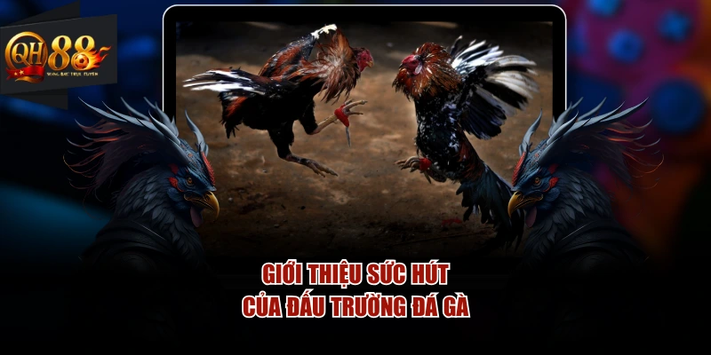 Giới thiệu sức hút của đấu trường đá gà