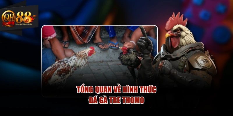Tổng quan về hình thức đá gà tre Thomo